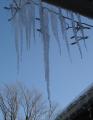 [Photo of icicles in Victoria Park]