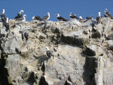 [Photo of Peruvian Boobies]