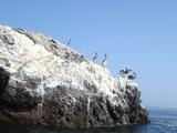 [Photo of Peruvian Pelicans]