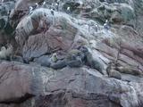 [Photo of South American Sea Lions]