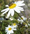[Photo of flower]