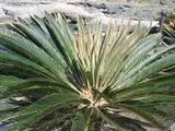 [Photo of a plant]