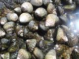 [Photo of snails]