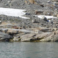 [Photo of dogs on Apusiaajik island]
