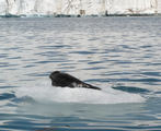 [Photo of seal]