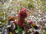 [Photo of oxyria digyna (mountain sorrel)]