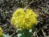 [Photo of rhodiola rosea]
