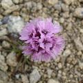 [Photo of thymus praecox]