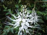[Photo of a Cat's Whisker flower at Nani Mau]