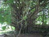 [Photo of banyan tree]