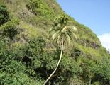 [Photo of coconut tree along Wailua River]