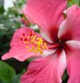 [Photo of a flower at Hana Tropicals]