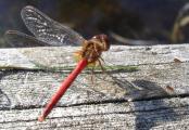 [Photo of a dragonfly]