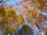 [Photo of fall colour in Riverside Park]