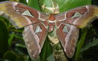 [Atlas moth]