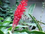 [Butterfly on a red flower]