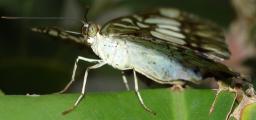 [Clipper butterfly under the wings]