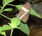 [Postman butterfly on a leaf]
