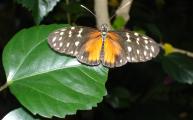[Tiger Longwing butterfly with wings spread]