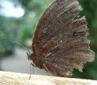 [Butterfly on a bench]
