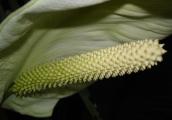[Cone-like flower]