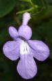 [Small lavender flower]