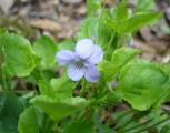 [Photo of a flower in the forest around Hilton Falls]