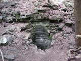 [Photo of a geological pothole near Hilton Falls]