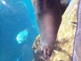 [Playful sea lion photo]