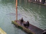 [Sea lions photo]