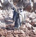 [Photo of Humboldt Penguins]