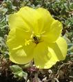 [Photo of flower with a bee at Hotel Paracas]