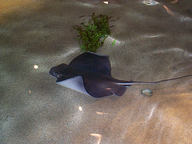Pictures from the Monterey Bay Aquarium