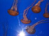 [Photo of sea nettles]