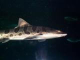 [Photo of a leopard shark]