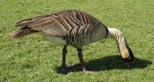 [Photo of a nēnē]