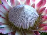 [Photo of protea]