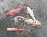 [Photo of Chinese Garden fish]