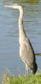 [Photo of a heron in Victoria Park]