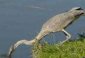 [Photo of a heron in Victoria Park]