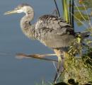 [Photo of a heron in Victoria Park]
