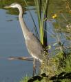 [Photo of a heron in Victoria Park]