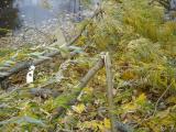 [Photo of snapped branches by Victoria Park Lake]