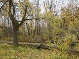 [Photo of a wind-damaged tree by Victoria Park Lake]
