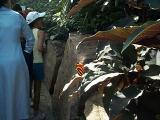 [Photo from the Butterfly Conservatory]
