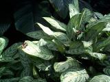 [Photo from the Butterfly Conservatory]