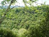 [Photo of Spencer Gorge]