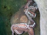 [Octopus photo]