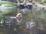 [Puffins photo]
