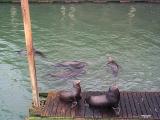 [Sea lions photo]